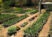 ethio_31-03-2013_10-17-18