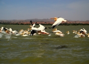 ethio_08-04-2013_12-29-53