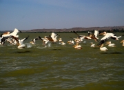 ethio_08-04-2013_12-29-55