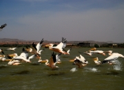 ethio_08-04-2013_12-29-56