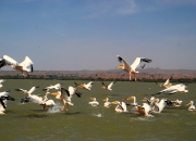 ethio_08-04-2013_12-29-58