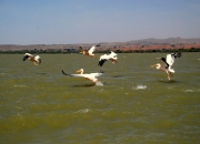 ethio_08-04-2013_12-30-03