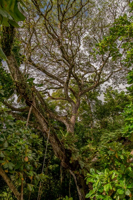 Regenwald Manuel Antonio Nationalpark