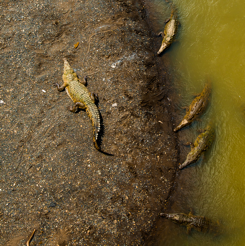 Krokodile Tarcoles River