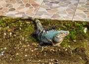 Leguan vor dem Parkeingang