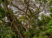 Regenwald Manuel Antonio Nationalpark