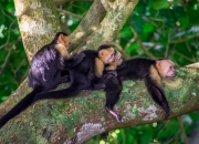 Kapuzineraffen-Familie Manuel Antonio Nationalpark