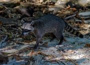 Waschbär am Strand Manuel Antonio Nationalpark