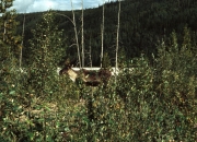Alaska0037