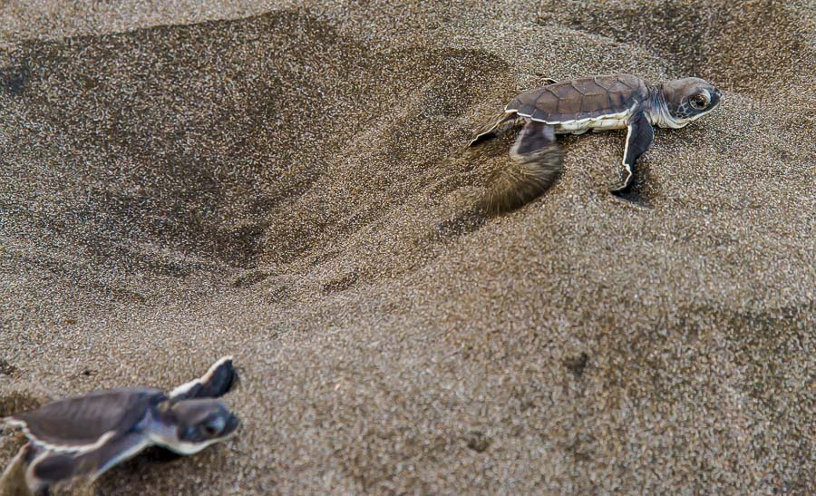 Frisch geschlüpfte Schildkröten