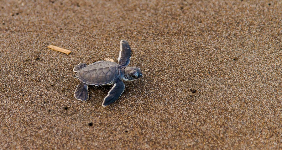 Baby-Schildkröte