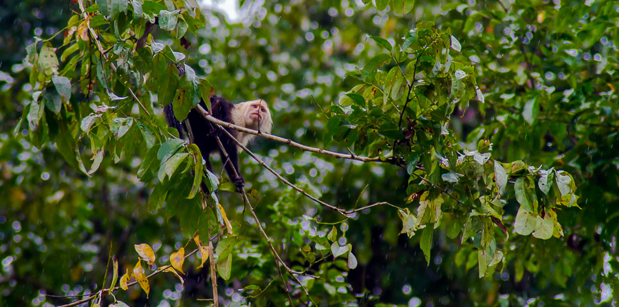 Kapuzineraffe im Baum