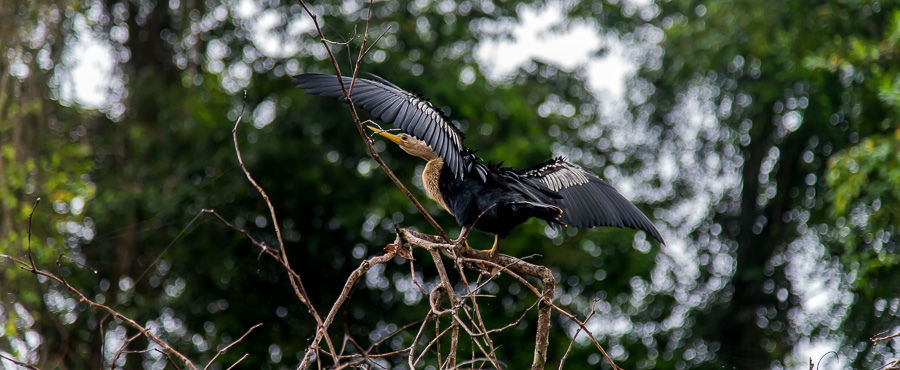 Schlangenhalsvogel (Anhinga)