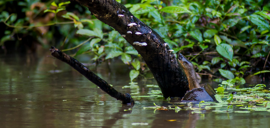 Wasserschildkröte