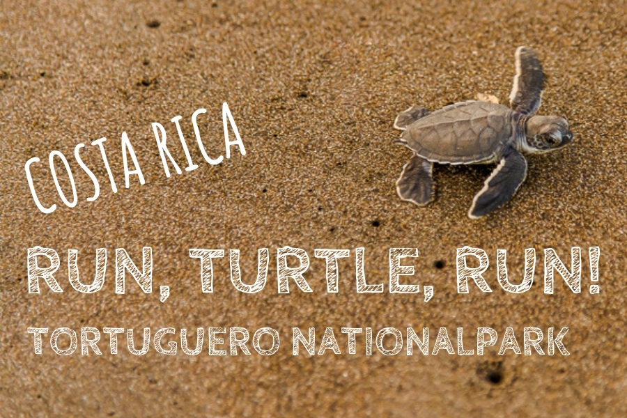 Tortuguero Banner